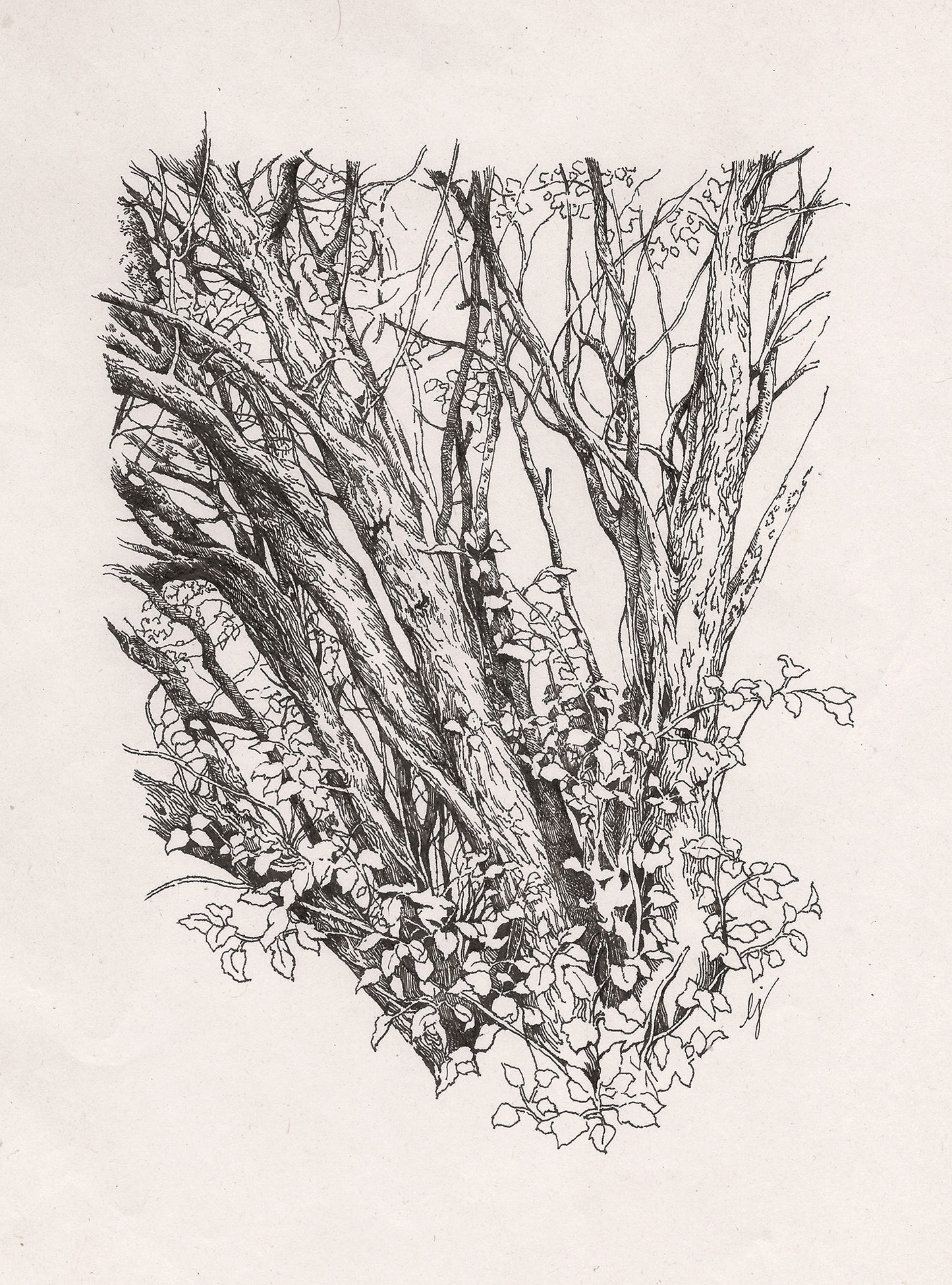 Lily Seika Jones - Tree Study