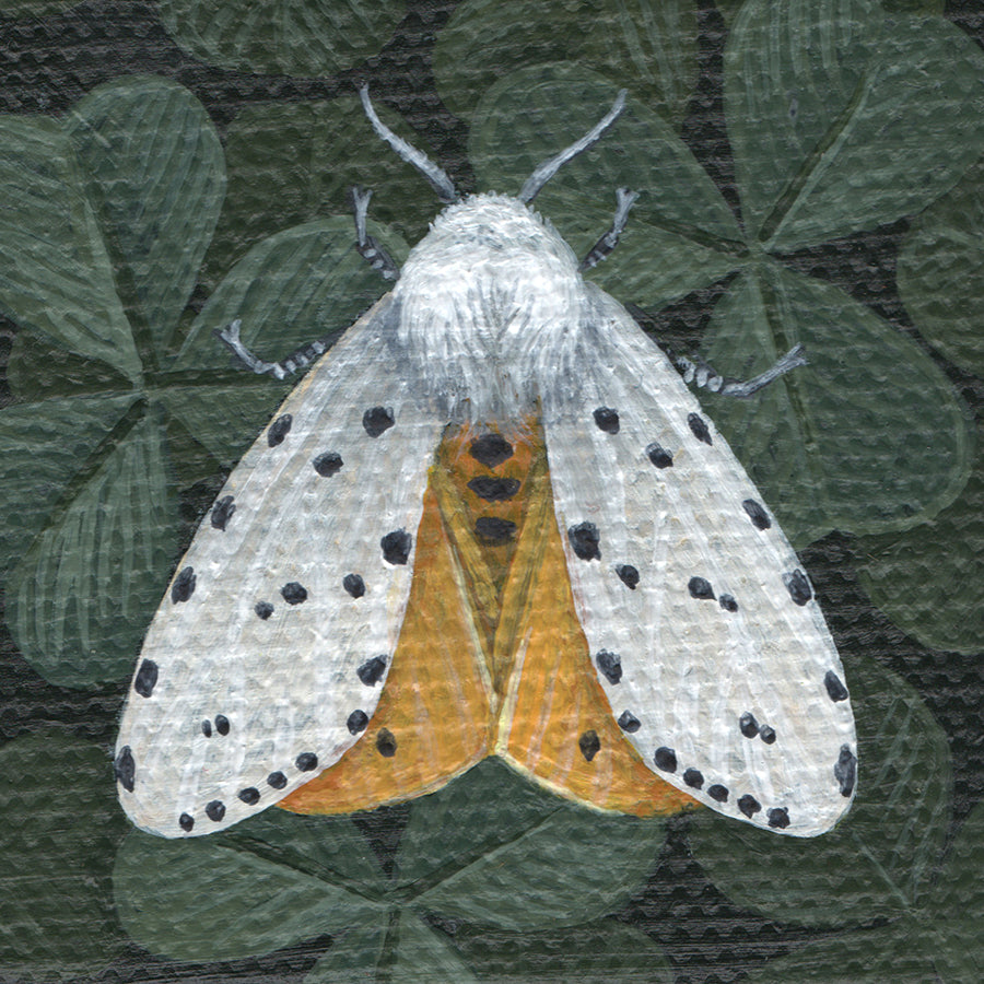 Vasilisa Romanenko - Salt Marsh Moth