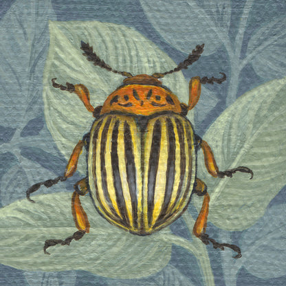 Vasilisa Romanenko - Colorado Beetle