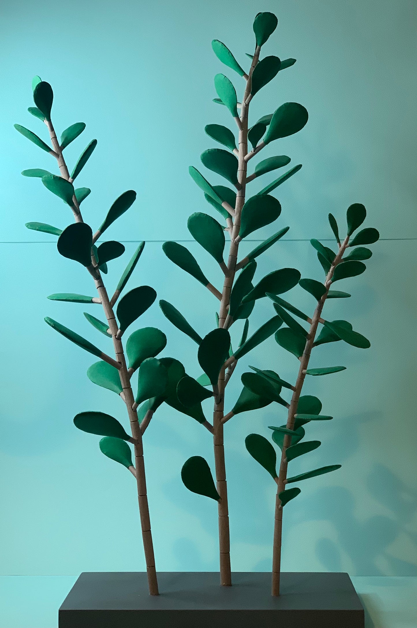 Cat Johnston - Jade plant
